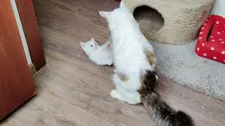 Котенок Дино пришел поиграть со своим старшим братом. Часть 2.