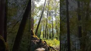 ✨Where am I?✨ #california #forest #explore #nature #enerygyhealing #hug #tree #hiking #mushroom #zen