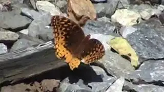 Orange & Brown Butterfly Near the Tracks 🦋