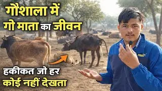 हम पहुंचे गौशाला | गौ माता का जीवन और सेवा | Full Gaushala Tour || #gaumata #jaigaumataki #gausala