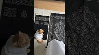 Getting my cat his own prayer mat! #ramadan