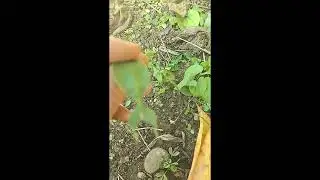 Man Shocked When Leaf Starts Moving