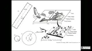 Kwek Yan Chong   Relative importance of greenery and traffic for urban bird and butterfly diversity