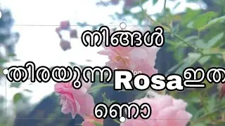 3 rose varieties beautiful #flowers#rose#htrose