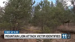 Search concludes for mountain lions following suspected deadly attack in northern Colorado