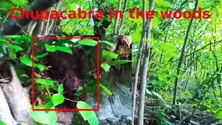 Chupacabra caught on video 2021. chupacabra 2021