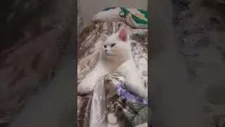 Cat #fantas #asmr #shorts