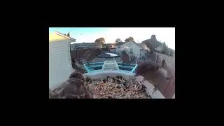 Bird tried to cover camera #birdfeeder #birdfeedercam