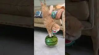 Super kitten #funny #cat #catshorts #kitten #video #kittenviral #cutecat