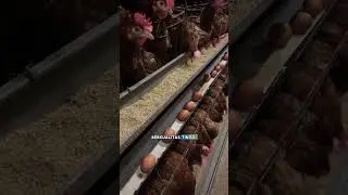 Peternak Wajib Tahu! Solusi Ayam Petelur Tetap Sehat & Produktif dengan SPIRAFEED