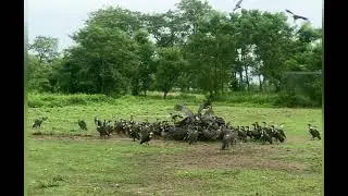 International Vulture Awareness Day