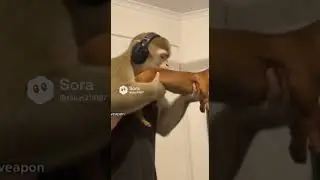 Monkey vs Dog: Who's Really in Charge Here?