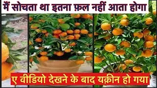  एक पेड़ पर पाँच हज़ार फल #Narengi plant#Plant video#gharme rakne wale plant#Bhavana day 18