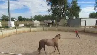 Clinton Anderson Round Penning
