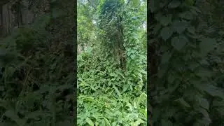 Ferns & Air Potato Plant on Magical Vines, Hawaiians Ate It in Times of Famine but It's Poisonous!
