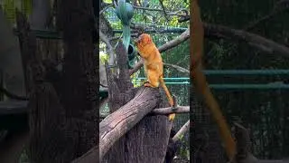 What sound does a Golden Lion Tamarin make? #primates #tamarins #savewildlife