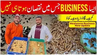 How to Breed Mealworm | Mealworm Farming Pakistan 2025 | Mealworm Life Cycle | Abbas Ka Pakistan