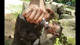 How hungry baby monkey Lori! Lori get milk a lot from me feed her