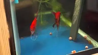 Angelfish Pair 1085