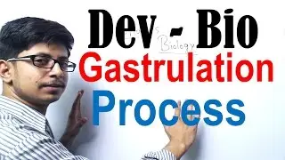 Gastrulation