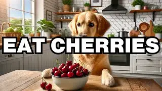 Can Dogs Eat Cherries? Explained