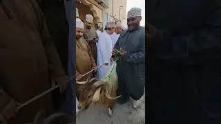 2▪︎6▪︎2025م هبطة العيد سوق حبراء ولاية وادي المعاول