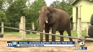 Michael Jackson's elephant escapes from zoo