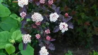 Jardin privé en Bretagne : Grand soleil et ombre dense ( 29 Mai 2020)