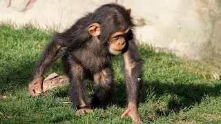 Myths About Chimps Debunked: From Pets to Peacekeepers: Wanderwildlife
