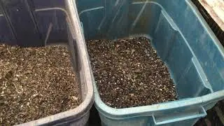 Cleaning Sunflower Seeds