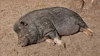 10 Pets That Saved Their Owners