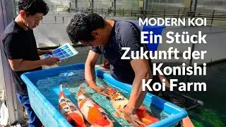 Die Elterntiere aus Hongou Ue/Shita | Modern Koi Blog Japan #7685