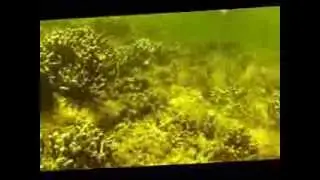 TTEDC Chacachacare Underwater Clean-up 21.09.2013