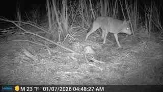 coyote gets breakfast #wildlife #trailcam #outdoors #southdakota #asmr #nature #wildanimals #cute