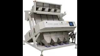CHANA DAL SORTING - CHANA SORTING - CHANA SORTEX - PULSES SORTING