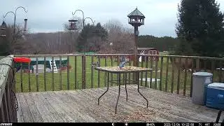 Blue jay birds just lining up for peanuts. Whole mound for them to share deck trailcamera