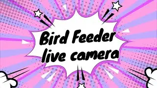 The Perch Live Stream