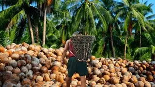 CHOPPING COCONUT MEAT To Sell to a Coconut Oil Company