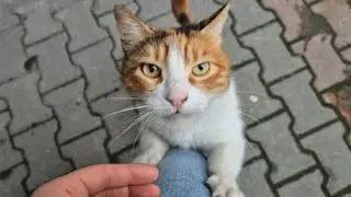 A cute hungry calico stray cat climbs up my leg asking me for food