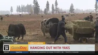 Cody's Caravan - Yak Farming in Calpine!