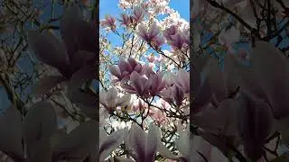 A Beautiful Magnolia Tree in Full Bloom #4k #magnolia #tree #magnoliatree #shorts