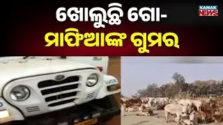 Illegal Cattle Smuggling Vehicle Seized in Jajpur | 8 Rescued