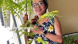 Curry leaves 🍃 🇬🇧 2022