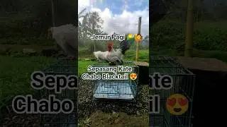 Jemur Pagi Ayam Kate Chabo Blacktail Cuaca Malu Malu😅 #kate #ayamkate#ayamkatehias#chabo #blacktail