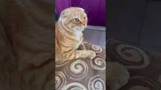 Котик 🐱 шутка 🤪 #юмор #видосыоткота
