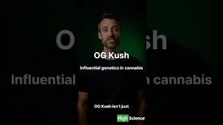 OG Kush Explained | The Legendary Strain That Built Modern Cannabis | High Science