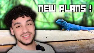 Electric Blue Day Gecko Project UPDATE !