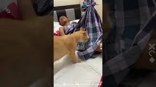 Aksi Seekor Kucing Hampir Bocil yang Habis Disunat Ini Bikin Ketar-ketir, Ngeri Tiba-tiba Nyentuh