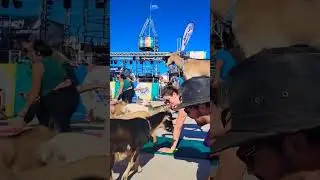 Goat yoga at #chasmfest2022 = 10/10 #chasm #goatyogalasvegas #goatyoga