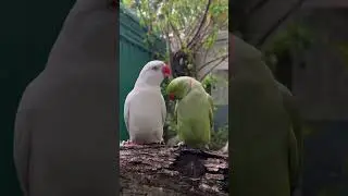#parrot #cute #parrottalking #mitto #cutebird #mittoo #cuteparrot #funny #birds